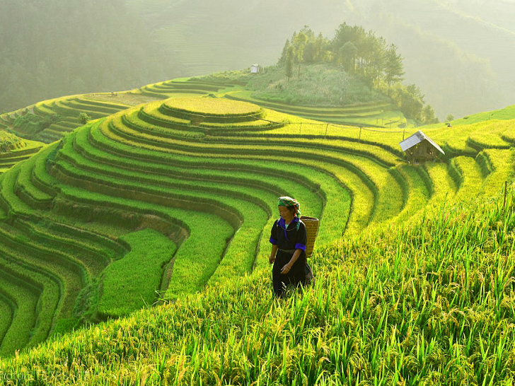 Рисовые поля во Вьетнаме