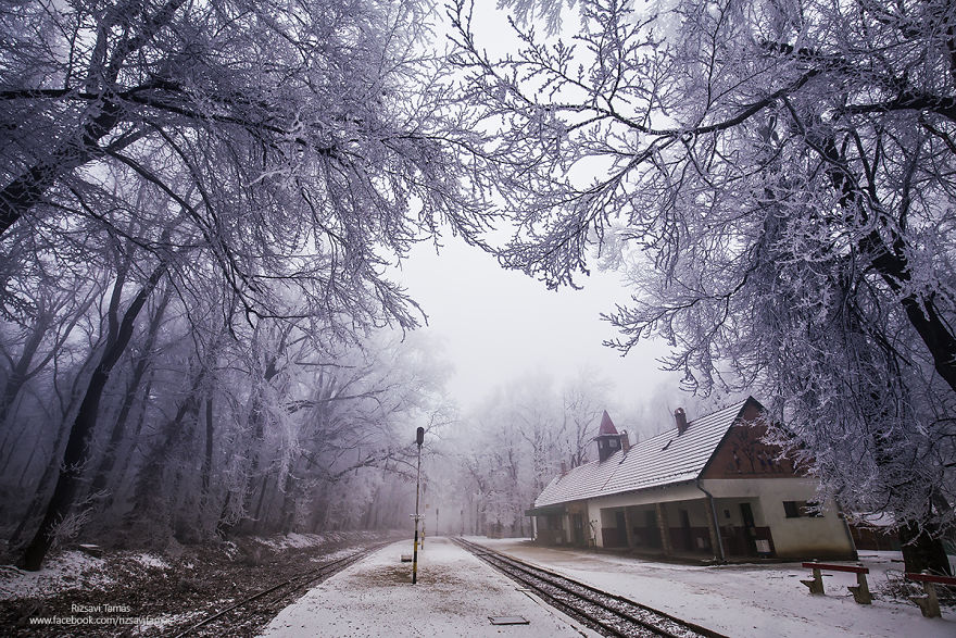 Зимний венгерский лес